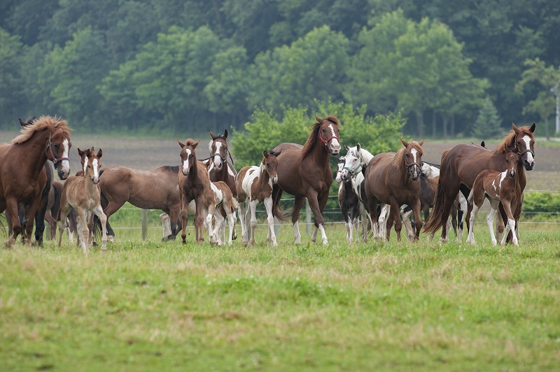 AQHA and APHA Match Stride in New Collaboration