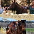 GO WEST QUARTER HORSES SPONSOR